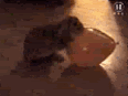 bunny hump
